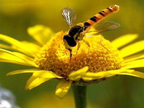 Adulte Schwebfliegen sind effiziente Bestäuber (Gabriela Brändle, Agroscope)