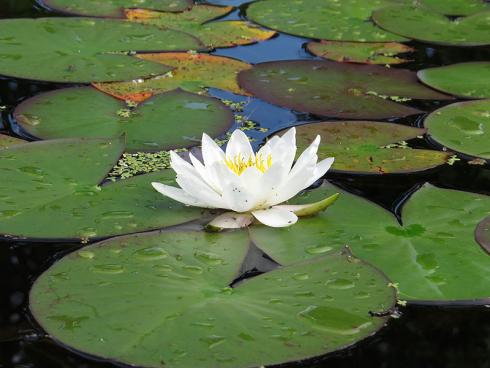 Bild garten.ch: Seerosen fehlen selten in einem Gartenteich