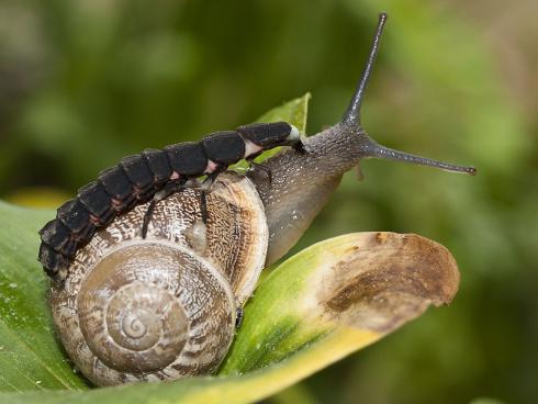 Auf der Jagd: Glühwürmchen-Larve greift Schnecke an © Shutterstock / Txanbelin