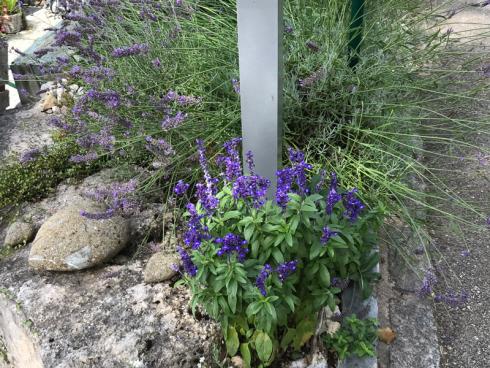 Bild garten.ch: Salbei und Lavendel direkt an der Strasse, wenig Humus, stauende Wärme, auch das funktioniert gut im Hochsommer. 