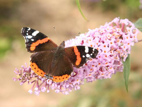 Bild BGL: Für ihre Ernährung benötigen die meisten Insekten Nektar und Pollen, die sie in den Blüten von Pflanzen finden. 