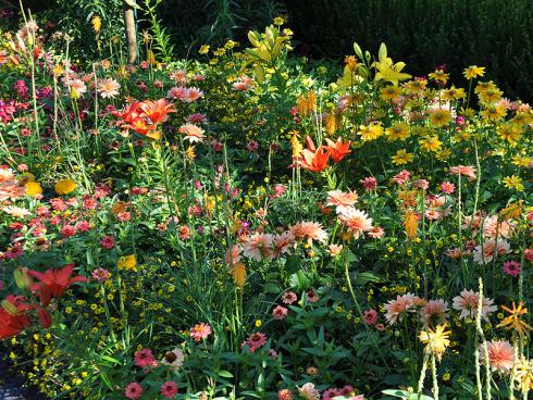 Bild garten.ch: Sommerblumen Mischung Zinien, Lilien, Kniphofien, Dahlien