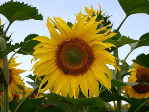 Bild garten.ch: Neophyt Sonnenblume, überall gerne gesehen. Mit dem Temparaturanstieg im Winter überleben die Samen. Es ist eine Frage der Zeit bis sie verwildern. 