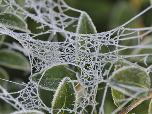 Bild garten.ch: Duftblüte Osmanthus burkwoodi mit Spinnweben