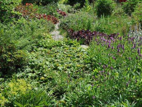 Bild garten.ch: Stauden anstelle von Rasen