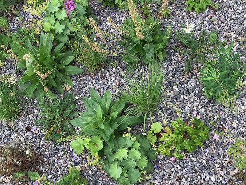 Bild garten.ch: Die Zeiten von monotonen Verkehrsgrünflächen mit Bodendeckern sind vorbei. Oft kommen Staudenrabatten auf spzeiellen Pflanzbeeten mit Kieskoffer zum Einsatz. Diese sind unterhaltsarm und ziehen viele Insekten an.