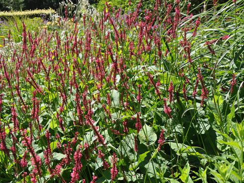 Bild garten.ch: Staudenmischung mit Gräsern