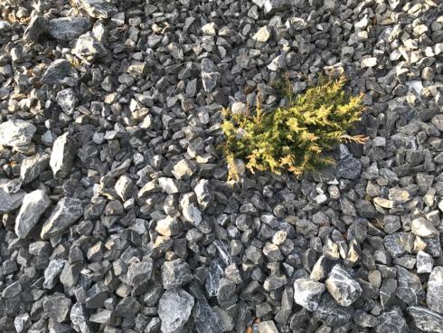 garten.ch: Klimatisch meistens suboptimal im Sommer viel zu heiss und zu trocken. Somit gehen einzelne Pflanzen zu grunde, weil das Mikroklima nicht passt.