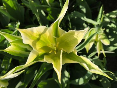 Bild garten.ch: Sternenförmige Tulpe mit gelbgrüner Blüte.
