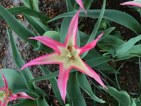 Bild garten.ch: Sternförmige Tulpe mit zweifarbiger Blüte.