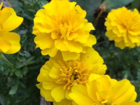 Bild garten.ch: Tagetes gehören zu den beliebtesten Sommerblumen.