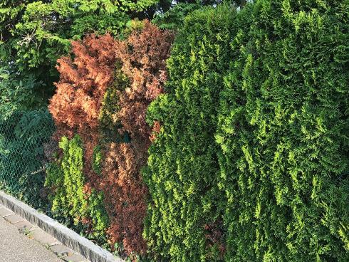 Bild garten.ch: an der Strasse ist es dem Thuja in der Zwischenzeit zu warm und zu trocken. Die unpassenden Standortbedingungen führen zu Krankheiten.