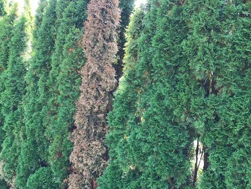 Bild garten.ch: Pilzbefall Thuja Hecke