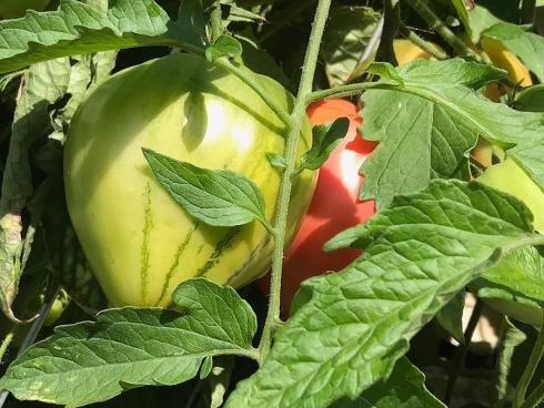 Bild garten.ch: Symbolbild Tomaten