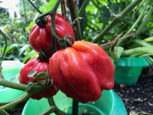 Bild garten.ch: Tomaten gedeihen in einem Hochbeet ausgezeichnet. 
