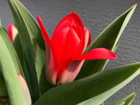 Bild garten.ch: Botanische Tulpe Showwinner, blüht je nach Mikroklima bereits ab Februar