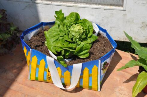Bild: Salat Urban Gardening