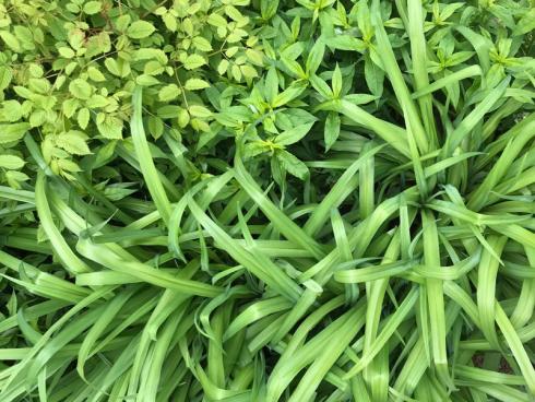 Bild garten.ch: Geschlossene Vegetationsdecke mit Taglilien, Flammenblumen und Geissbart. Es kommt kaum Licht auf die Erde und der Wurzeldruck ist relativ gross.