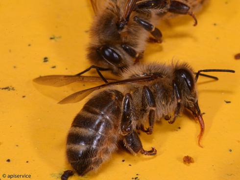 Bild apiservice: Vergiftete Bienen auf dem Flugbrett  beim BGD