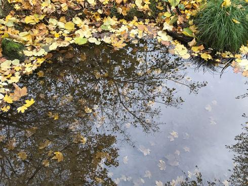 Bild garten.ch: Gartenbaden dient dem Wohlbefinden. Die Betrachtung der Natur, des Wassers, der Bäume und Pflanzen hat einen wohltuenden Einfluss auf den menschlichen Organismus.