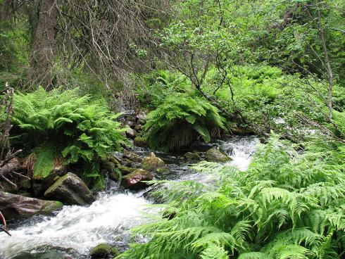 Bild garten.ch: Die wenigsten Gartenbesitzerinnen und Besitzer sind in der glücklichen Lage, dass sich an ihrem Standort eine Quelle oder ein Bächlein befindet. Bleibt nur das Regenwasser.