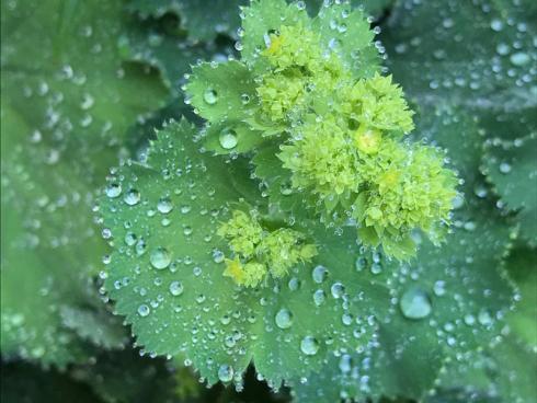 Bild garten.ch: Regenwasser sammeln ist eine weitere sinnvolle Variante mit Ressourcen verantwortungsvoll umzugehen. 