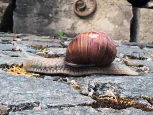 Bild garten.ch: Weinbergschnecke