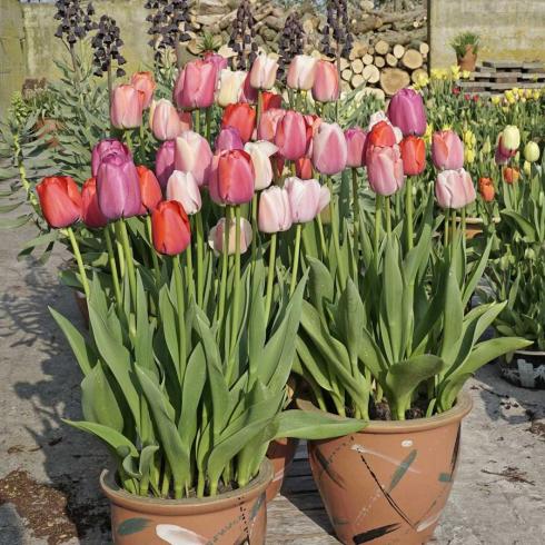 Bild fluwel.de: Tulpen in Gefässen und Rabatten