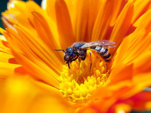 Wildbienen sind ebenfalls effiziente Bestäuber (Gabriela Brändle, Agroscope)