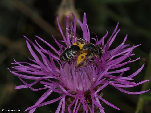 Bild apiservice: gleichermassen betroffen Wildbienen