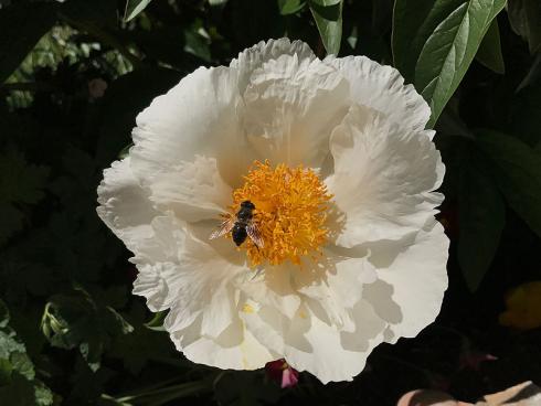 Bild garten.ch: Pfingstrose auf Terrasse