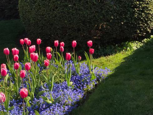 Bild garten.ch: Frühlingsflor von Rasen und Hecke umgeben. 