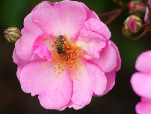 Bild BGL: Wilde Rosen bieten Insekten einen unversperrten Zugang zu schmackhaften Nahrung.