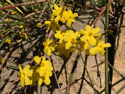 Bild garten.ch: Der Winterjasmin weckt mit seinen intensiven Blütenfarben, die jedem Frost und jeder Kälte trotzen schon fast etwas an den Sommer.