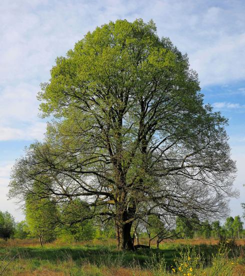 Bildnachweis: Winter-Linde, BDJ 2016, ©  Foto: A. Roloff, www.baum-des-jahres.de