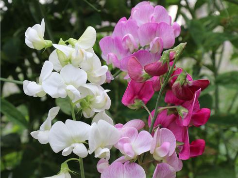 Auf die Blüten der winterharten Staudenwicke (Lathyrus latifolius) freuen sich Gartenfreunde - aber auch Bienen. (Bildnachweis: GMH/Andre Stade)