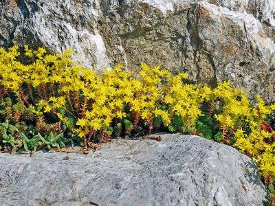 Bild JardinSuisse: Die sternchenförmigen, goldgelben Blüten des einheimischen Scharfen Mauerpfeffers (Sedum acre) dienen verschiedenen Wildbienenarten als Nahrungsquelle. Am schönsten wirkt er zwischen Mauersteinen oder als Grasersatz auf sandigen, nährstoffarmen Böden.