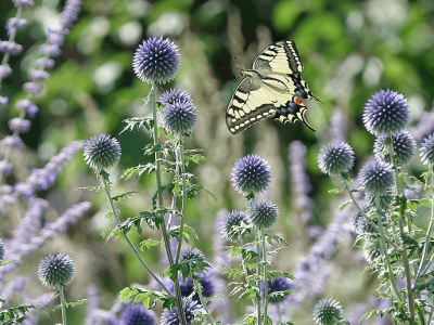 Bild: Picturegarden Rohner - Kugeldisteln (Echinops) sind sowohl bei Bienen als auch Schmetterlingen beliebt.