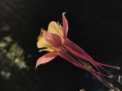 Bild garten.ch: Mehr Natur im Garten