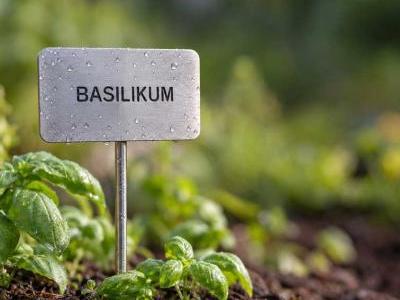 Bild Basilikum mit Gartenschild