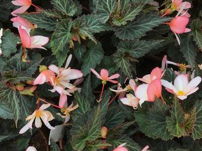 Bild garten.ch: Knollenbegonien in grosser Vielfalt für den Schatten