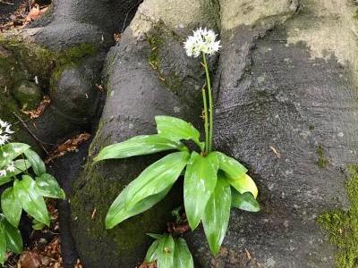 Bild garten.ch: Wasserhaushalt von Bäumen und Sträuchern