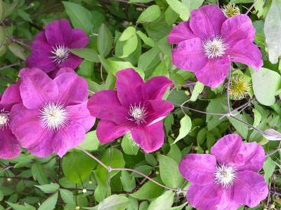 Bild BGL: Waldrebe (Clematis)