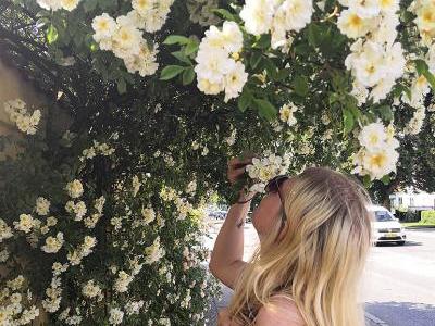 Bild BGL: Duftende Rosen laden zum Schnuppern ein - pflanzt man sie vor das Haus, erfreuen sie nicht nur einen selbst, sondern auch die Passanten.