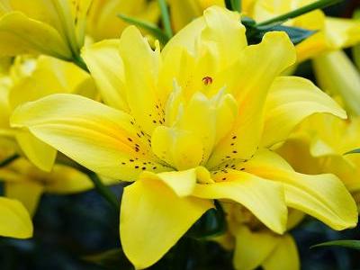 Foto: fluwel.de. - Die leuchtend gelbe 'Fata Morgana' bringt mit ihrer gefüllten, offenen und lockeren Blüte Romantik in den Garten.