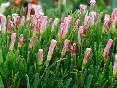 Foto fluwel.de: Wie die beliebten Zuckerstangen aus Amerika zeigt sich die Oxalis versicolor in weiss mit roten Streifen und verbreitet während der Adventszeit festliche Stimmung