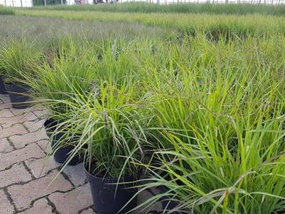 Bild elgrass