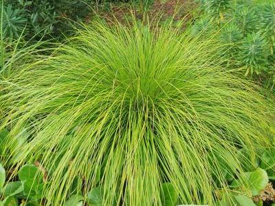 Bild elegrass.