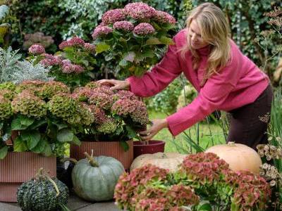 Bild Magical Hydrangea