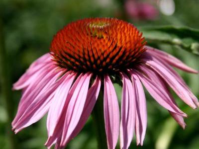 Bild garten.ch: roter Sonnenhut Echinacea purpurea